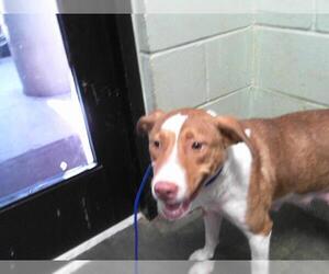 Border Collie-Unknown Mix Dogs for adoption in Tulsa, OK, USA