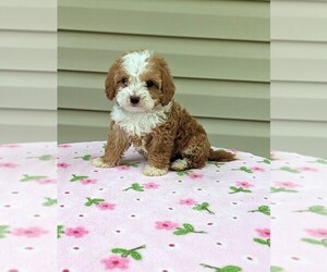 Cavapoo Puppy for sale in DUNNVILLE, KY, USA