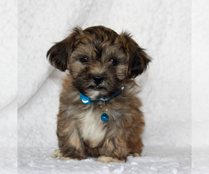 Yo-Chon Puppy for sale in MORGANTOWN, PA, USA