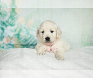 English Cream Golden Retriever Puppy for Sale in SEATTLE, Washington USA