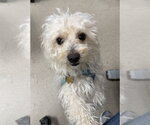 Small #2 Maltipoo (Miniature)