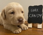 Puppy Candy Labrador Retriever