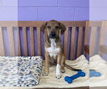 Small #2 Labrador Retriever Mix