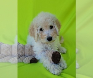 Goldendoodle Litter for sale in DELTONA, FL, USA
