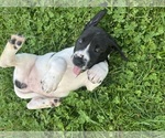 Small Photo #5 Bullmasador Puppy For Sale in HYDE PARK, MA, USA