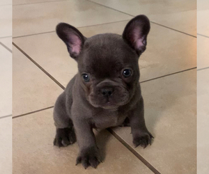 French Bulldog Puppy for sale in LAS VEGAS, NV, USA