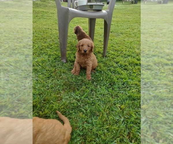 Medium Photo #2 Goldendoodle Puppy For Sale in SONORA, KY, USA