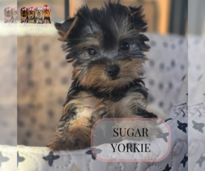 Biewer Terrier Puppy for Sale in ELMHURST, Illinois USA