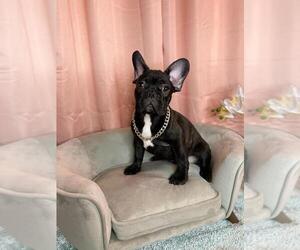 French Bulldog Puppy for sale in BOSTON, MA, USA