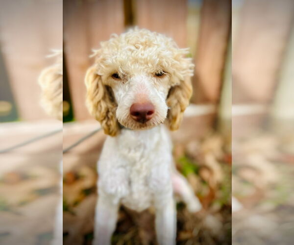 Medium Photo #1 Poodle (Toy) Puppy For Sale in Pacolet, SC, USA