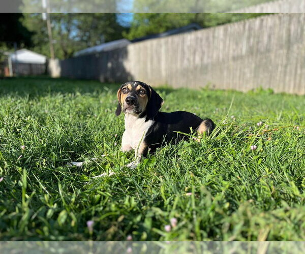 Medium Photo #41 Treeing Walker Coonhound-Unknown Mix Puppy For Sale in Germantown, OH, USA