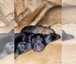 Small Photo #4 German Shepherd Dog Puppy For Sale in CARROLLTON, GA, USA