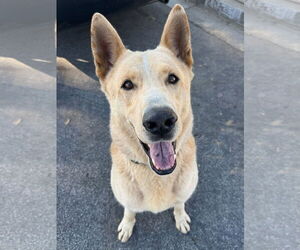 Mutt Dogs for adoption in Newport Beach, CA, USA