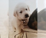 Small Photo #8 Labrador Retriever Puppy For Sale in SHELTON, WA, USA