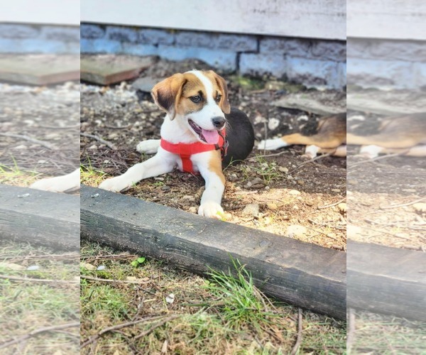 Medium Photo #4 Beagle-Unknown Mix Puppy For Sale in Fultonham, NY, USA