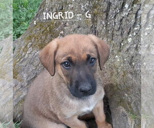 German Shepherd Dog-Unknown Mix Dogs for adoption in Hinton, WV, USA