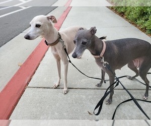 Father of the Italian Greyhound puppies born on 03/02/2026