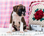 Small Photo #6 Boxer Puppy For Sale in WAKARUSA, IN, USA