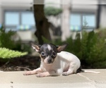 Small Photo #4 Chihuahua Puppy For Sale in HOUSTON, TX, USA