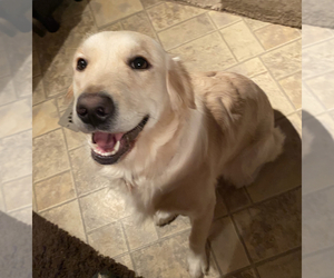 Mother of the Golden Retriever puppies born on 01/15/2025