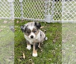 Image preview for Ad Listing. Nickname: Blue merle girl