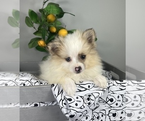 Pomeranian Puppy for sale in FRANKLIN, IN, USA