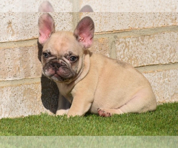 Medium Photo #13 French Bulldog Puppy For Sale in BAYTOWN, TX, USA