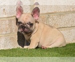 Small Photo #13 French Bulldog Puppy For Sale in BAYTOWN, TX, USA