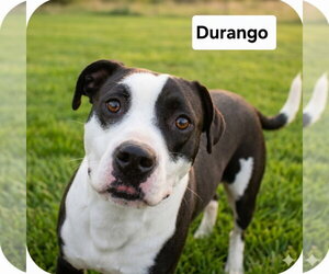 Mutt Dogs for adoption in Rockaway, NJ, USA
