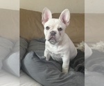 Small #2 French Bulldog