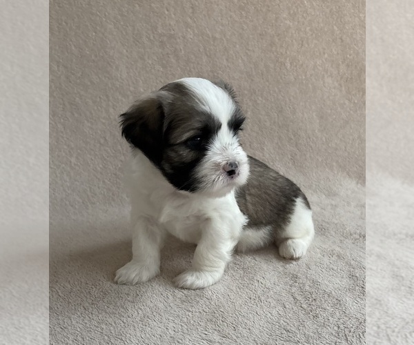 Medium Photo #1 Lhasa Apso Puppy For Sale in GIBSONTON, FL, USA