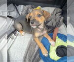 Small #6 Labrador Retriever Mix