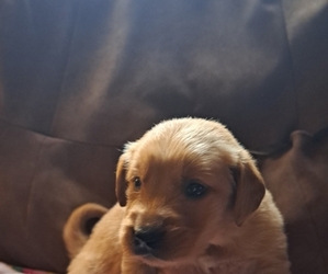 Golden Retriever Puppy for sale in BLACKBURN, NC, USA