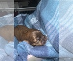 Puppy 4 Maltipoo (Miniature)-Shih Tzu Mix