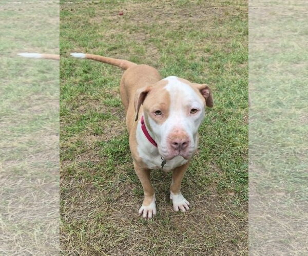 Medium Photo #3 American Pit Bull Terrier-Bulldog Mix Puppy For Sale in Arlington, VA, USA