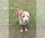 Small #2 American Pit Bull Terrier-Bulldog Mix