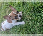 Puppy 5 French Bulldog