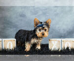 Small #7 Yorkshire Terrier