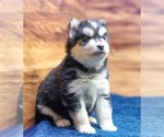 Small #1 Pomsky