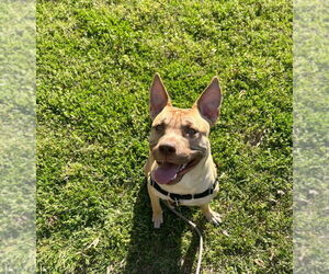 Mutt Dogs for adoption in FRAMINGHAM, MA, USA