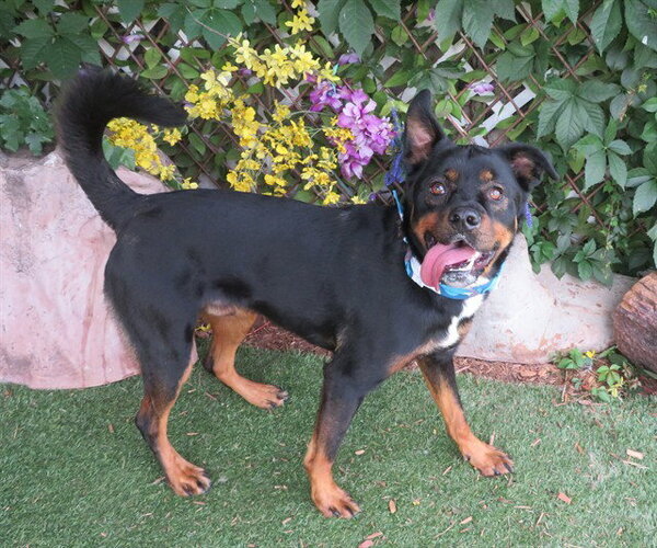 Medium Photo #2 Rottweiler-Unknown Mix Puppy For Sale in Oklahoma City, OK, USA