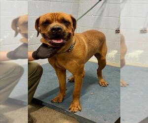 Rottweiler-Unknown Mix Dogs for adoption in Woodland, CA, USA