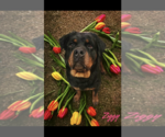 Small Photo #1 Rottweiler Puppy For Sale in Alexander, AR, USA
