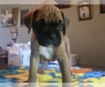 Puppy Puppy 3 Boxer