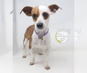 Chiweenie Dogs for adoption in Benton, LA, USA
