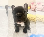 Puppy 2 French Bulldog