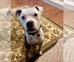 Small Photo #3 Boxer-Unknown Mix Puppy For Sale in Arlington, VA, USA