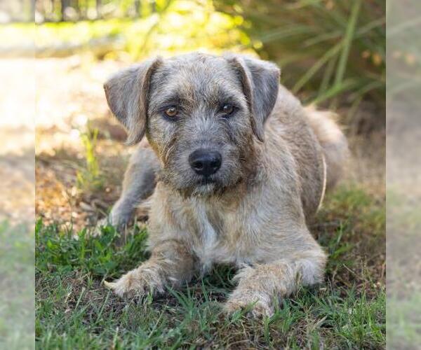 Medium Photo #2 Border Terrier Puppy For Sale in Camarillo, CA, USA