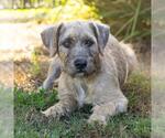 Small #1 Border Terrier