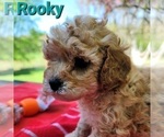 Small Cavapoo